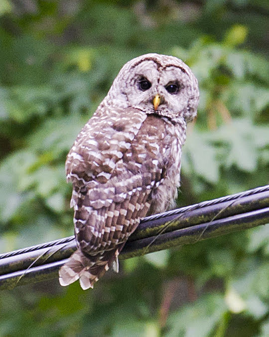 Barred owl